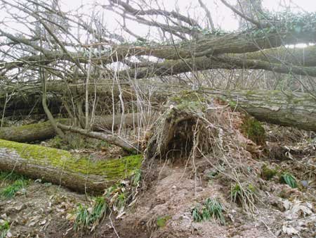 waldweg07